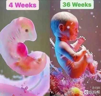 胎儿四周(宝宝四周有多大) 第3张 胎儿四周(宝宝四周有多大) 第3张