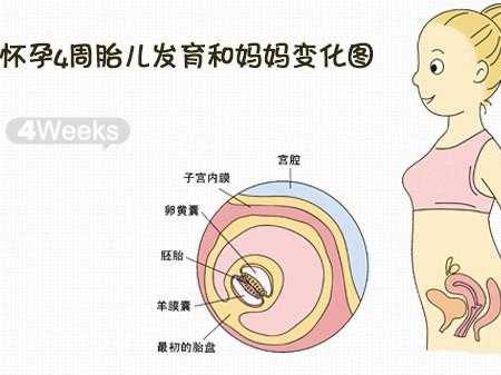 胎儿四周(宝宝四周有多大) 第2张 胎儿四周(宝宝四周有多大) 第2张