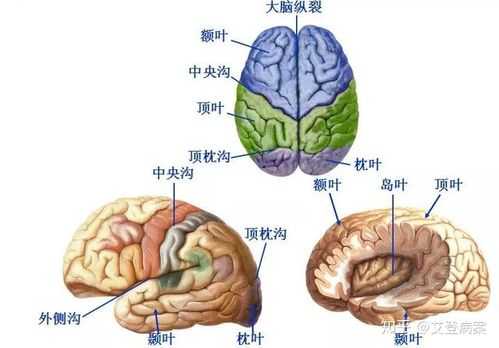 左脑跟右脑区别,胎儿胼胝体缺失是什么意思 第2张 左脑跟右脑区别,胎儿胼胝体缺失是什么意思 第2张