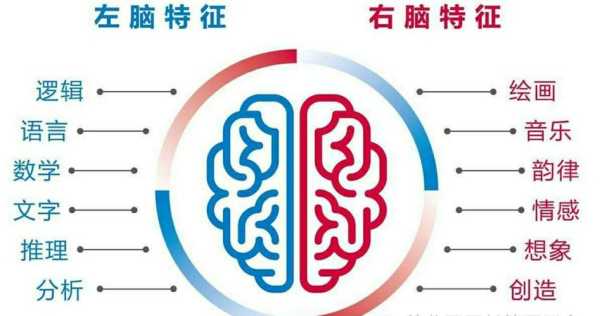 左脑跟右脑区别,胎儿胼胝体缺失是什么意思 第1张 左脑跟右脑区别,胎儿胼胝体缺失是什么意思 第1张