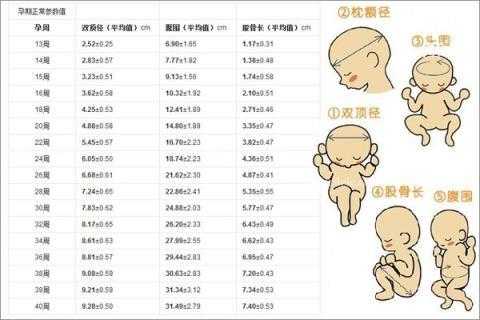 胎儿双顶径一周最多能长多少,胎儿双颈顶是指哪里 第1张 胎儿双顶径一周最多能长多少,胎儿双颈顶是指哪里 第1张