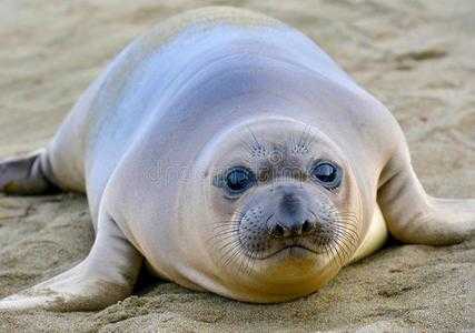 海豹幼崽为什么长毛,海豹胎儿是什么药 第2张 海豹幼崽为什么长毛,海豹胎儿是什么药 第2张