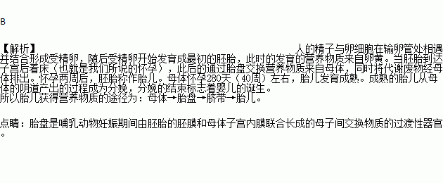 胎儿的营养(胎儿的营养从母体哪里获得) 第1张 胎儿的营养(胎儿的营养从母体哪里获得) 第1张