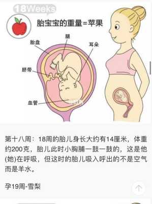 怀孕三十周,宝宝在肚子一直动怎么回事,18周胎儿在肚子里干什么 第2张 怀孕三十周,宝宝在肚子一直动怎么回事,18周胎儿在肚子里干什么 第2张