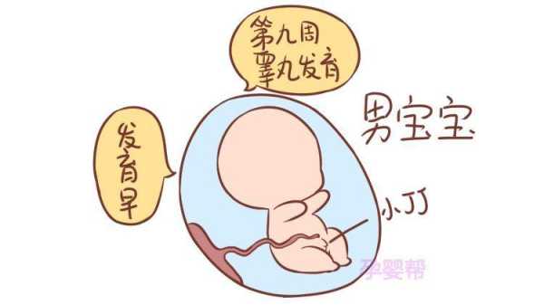 好动的胎儿（好动的胎儿是男宝还是女宝）  第1张