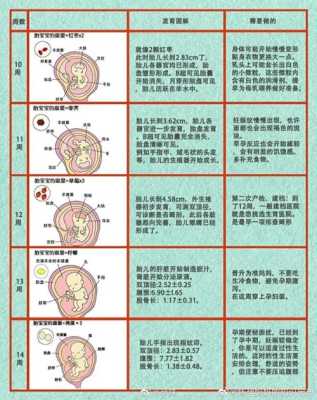 胎儿生长发育过程(胎儿生长发育过程图) 第3张 胎儿生长发育过程(胎儿生长发育过程图) 第3张