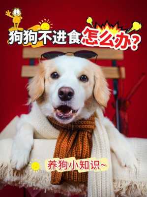 狗狗孕期注意事项(狗狗怀孕30天不吃食怎么办) 第1张 狗狗孕期注意事项(狗狗怀孕30天不吃食怎么办) 第1张