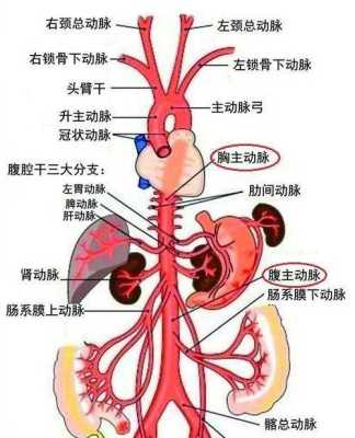 主动脉弓是什么意思,胎儿双主动脉弓能生吗? 第2张 主动脉弓是什么意思,胎儿双主动脉弓能生吗? 第2张