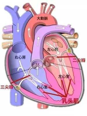 胎儿三尖瓣轻度返流孕妇要怎么办,胎儿三尖瓣少量返流会影响胎心吗 第1张 胎儿三尖瓣轻度返流孕妇要怎么办,胎儿三尖瓣少量返流会影响胎心吗 第1张