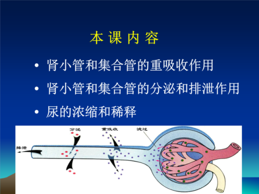 胎儿怎么排泄(毒物的排泄途径有哪些) 第1张 胎儿怎么排泄(毒物的排泄途径有哪些) 第1张