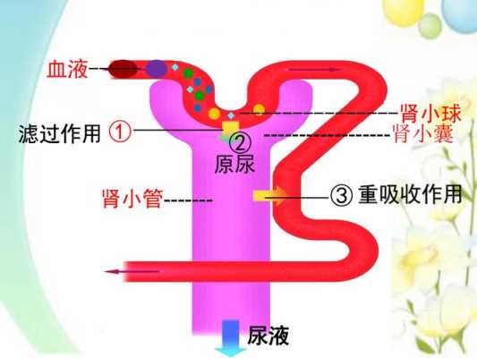 胎儿怎么排泄(毒物的排泄途径有哪些) 第3张 胎儿怎么排泄(毒物的排泄途径有哪些) 第3张