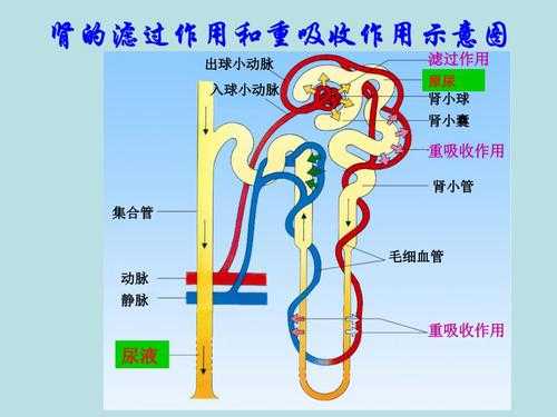 胎儿怎么排泄(毒物的排泄途径有哪些) 第2张 胎儿怎么排泄(毒物的排泄途径有哪些) 第2张