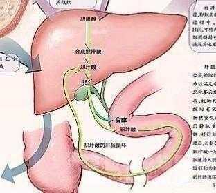 胎儿的肝(胎儿的肝脏什么时候形成) 第2张 胎儿的肝(胎儿的肝脏什么时候形成) 第2张