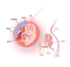 怀孕12周宝宝在肚子哪个位置,孕12周胎儿大小标准 第1张 怀孕12周宝宝在肚子哪个位置,孕12周胎儿大小标准 第1张
