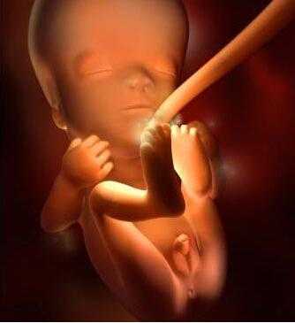 怀孕12周宝宝在肚子哪个位置,孕12周胎儿大小标准 第2张 怀孕12周宝宝在肚子哪个位置,孕12周胎儿大小标准 第2张
