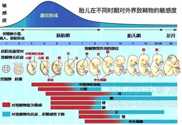 胎儿几个月听力发育完全,胎儿能听到外面的声音吗 第2张 胎儿几个月听力发育完全,胎儿能听到外面的声音吗 第2张