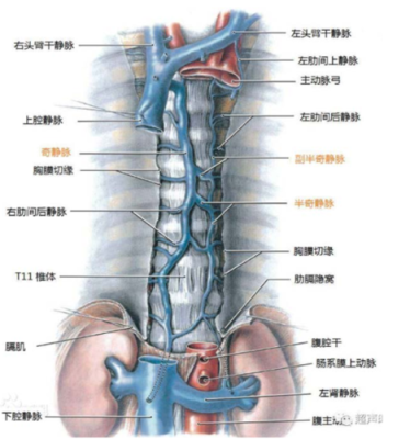 胎儿双下腔静脉（胎儿双下腔静脉是什么意思）  第1张