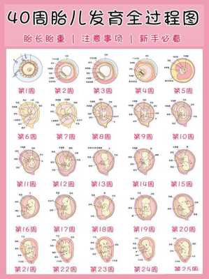 足月宝宝是几周,胎儿一般几周出生属于正常呢? 第1张 足月宝宝是几周,胎儿一般几周出生属于正常呢? 第1张