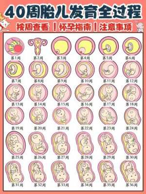 孕胎儿头位(孕胎儿头位于耻上方) 第1张 孕胎儿头位(孕胎儿头位于耻上方) 第1张