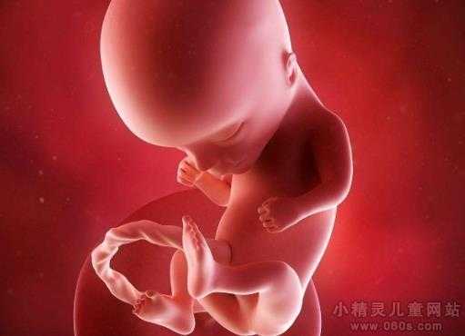 孕十四周胎儿在什么位置,胎儿十四周是什么样子 第2张 孕十四周胎儿在什么位置,胎儿十四周是什么样子 第2张
