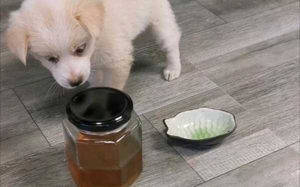 狗狗能吃蜂蜜吗,孕期能不能吃蜂蜜水吗 第2张 狗狗能吃蜂蜜吗,孕期能不能吃蜂蜜水吗 第2张