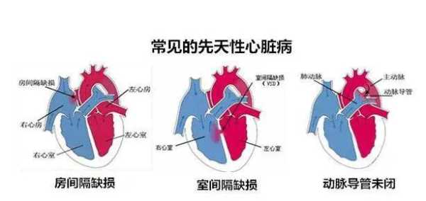 胎儿几个月发育心脏(胎儿几个月发育心脏和大脑) 第2张 胎儿几个月发育心脏(胎儿几个月发育心脏和大脑) 第2张