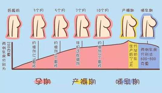 孕期胸下面疼怎么回事(孕期胸下面疼怎么回事儿) 第1张 孕期胸下面疼怎么回事(孕期胸下面疼怎么回事儿) 第1张