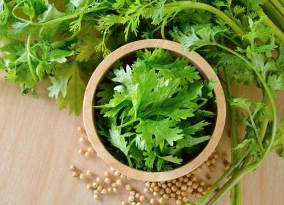 孕期能不能吃香菜(孕妇可以吃香菜吗?吃了对胎儿有什么影响吗?有坏处的吗) 第2张 孕期能不能吃香菜(孕妇可以吃香菜吗?吃了对胎儿有什么影响吗?有坏处的吗) 第2张