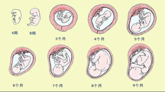 孕晚期胎儿发育什么(孕晚期胎儿发育什么) 第2张 孕晚期胎儿发育什么(孕晚期胎儿发育什么) 第2张