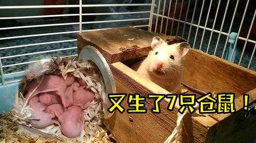 1天胎儿(仓鼠妈妈跑丢了,仓鼠宝宝刚10天喂什么) 第3张 1天胎儿(仓鼠妈妈跑丢了,仓鼠宝宝刚10天喂什么) 第3张