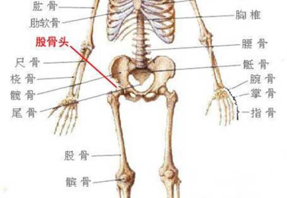 胎儿股骨是哪里（胎儿股骨是哪里的骨头）  第3张