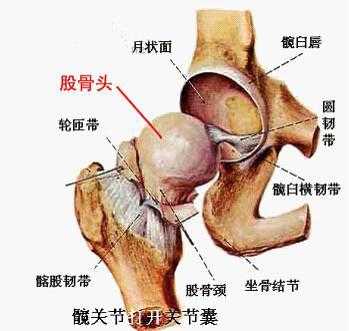 胎儿股骨是哪里（胎儿股骨是哪里的骨头）  第2张