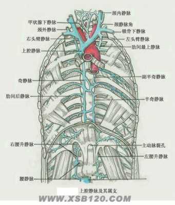 上腔静脉的两个开口分别是,胎儿双上腔静脉是什么意思 第2张 上腔静脉的两个开口分别是,胎儿双上腔静脉是什么意思 第2张