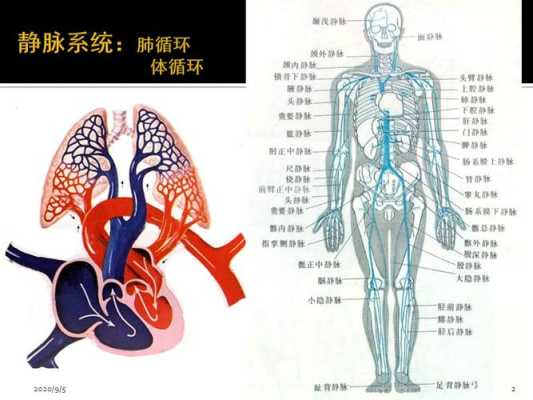 上腔静脉的两个开口分别是,胎儿双上腔静脉是什么意思 第3张 上腔静脉的两个开口分别是,胎儿双上腔静脉是什么意思 第3张