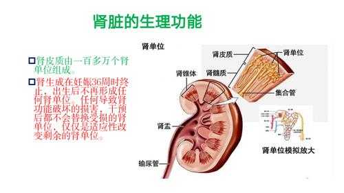胎儿肾脏(胎儿肾脏发育时间) 第1张 胎儿肾脏(胎儿肾脏发育时间) 第1张