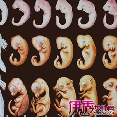 胎儿生长受限的原因(32周胎儿会不会出现生长受限) 第1张 胎儿生长受限的原因(32周胎儿会不会出现生长受限) 第1张