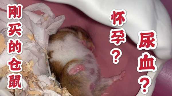 熊的孕期(熊的孕期是几个月) 第3张 熊的孕期(熊的孕期是几个月) 第3张