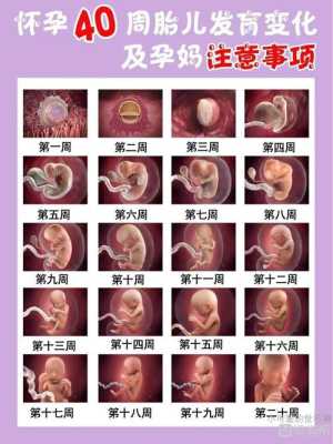 40天胎儿有多大(刚出生的宝宝50厘米到40天长多高算正常) 第1张 40天胎儿有多大(刚出生的宝宝50厘米到40天长多高算正常) 第1张