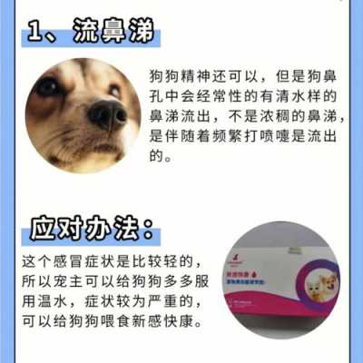 狗流清鼻涕怎么治,孕期流清鼻涕怎么办小妙招 第1张 狗流清鼻涕怎么治,孕期流清鼻涕怎么办小妙招 第1张