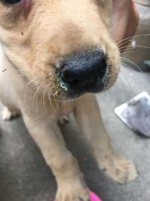 狗流清鼻涕怎么治,孕期流清鼻涕怎么办小妙招 第3张 狗流清鼻涕怎么治,孕期流清鼻涕怎么办小妙招 第3张