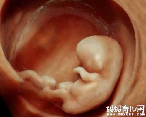 胎儿二个月(胎儿二个月是什么样子) 第2张 胎儿二个月(胎儿二个月是什么样子) 第2张