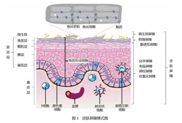 人体生理屏障是什么,胎儿屏障作用 第2张 人体生理屏障是什么,胎儿屏障作用 第2张