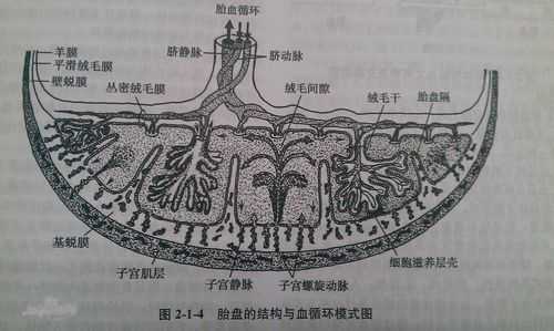 人体生理屏障是什么,胎儿屏障作用 第3张 人体生理屏障是什么,胎儿屏障作用 第3张
