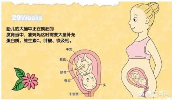 29周胎儿有多重（怀孕29周胎儿有多重）  第2张