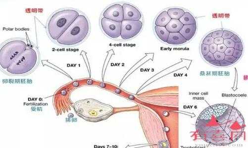 怀孕几周胎儿稳定(怀孕多少周,受精卵才着床) 第2张 怀孕几周胎儿稳定(怀孕多少周,受精卵才着床) 第2张