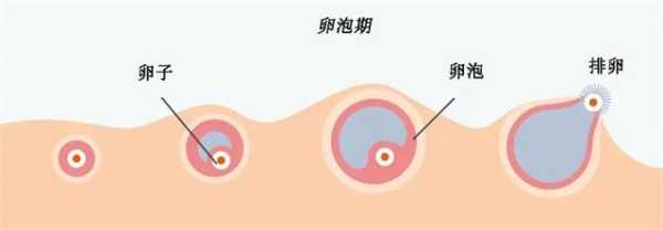 孕期例假(孕期例假和正常例假的区别) 第1张 孕期例假(孕期例假和正常例假的区别) 第1张