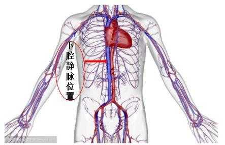 下腔静脉是什么,胎儿腔静脉发育异常 第2张 下腔静脉是什么,胎儿腔静脉发育异常 第2张