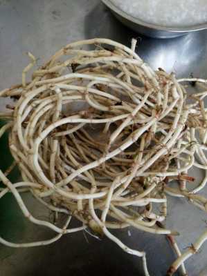 孕期能吃折耳根吗(孕期能吃折耳根吗??) 第2张 孕期能吃折耳根吗(孕期能吃折耳根吗??) 第2张