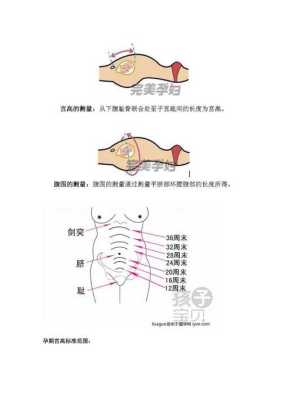 孕期腹围怎么测量(孕期腹围怎么测量图) 第1张 孕期腹围怎么测量(孕期腹围怎么测量图) 第1张