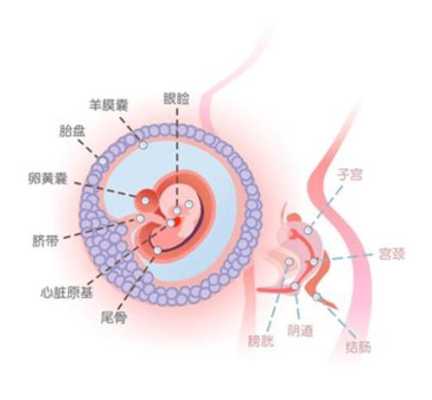 怀孕8周孩子有多大,孕8周胎儿大小标准 第2张 怀孕8周孩子有多大,孕8周胎儿大小标准 第2张